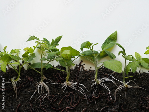 Growing tomato sprouts with visible underground roots on the ground. Beneficial earthworms crawl and loosen the soil.A sketch from a botany textbook.