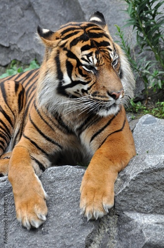 Sibirischer Tiger