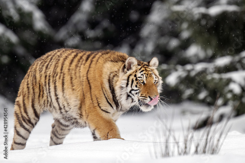 Siberian tiger near the forest on freshly fallen snow.