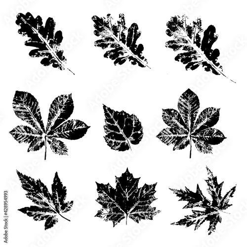 Ink print leaves. Black ink prints of leaves of trees and bushes