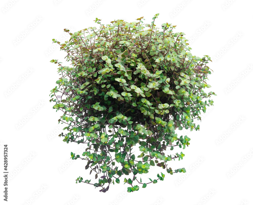 Green leaves tree on isolated on white background. Green leaves tree on isolated on white background.
