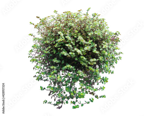 Green leaves tree on isolated on white background.