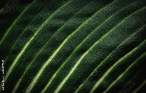 Closeup green leaves in nature background with copy space.