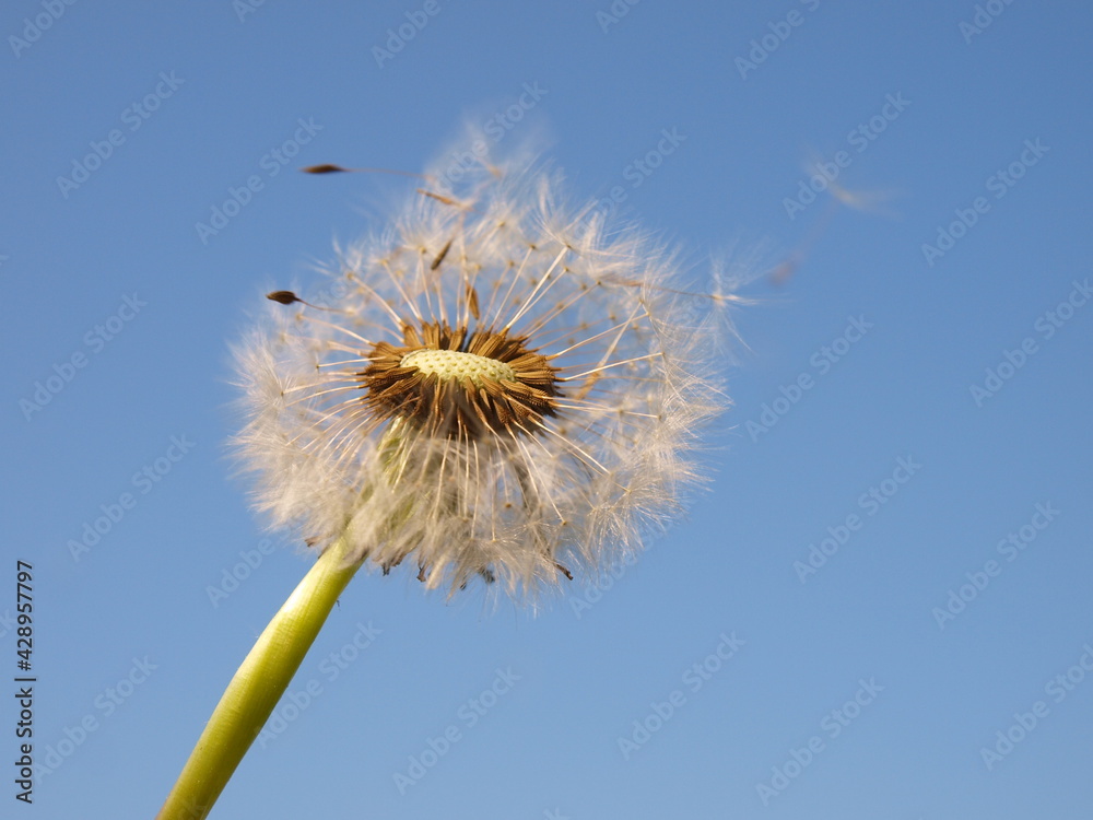 dandelion on blue sky background seeds blowing dandelion on blue sky background seeds blowing