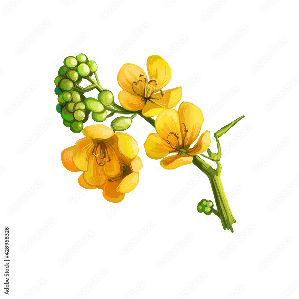 Senna or sennas, yellow flowering plants in legume family. Digital art  illustration of yellow flowers blooming buds. Senna alexandrina ornamental  plant. Senna artemisioides, silver feathery cassia. Stock Illustration |  Adobe Stock