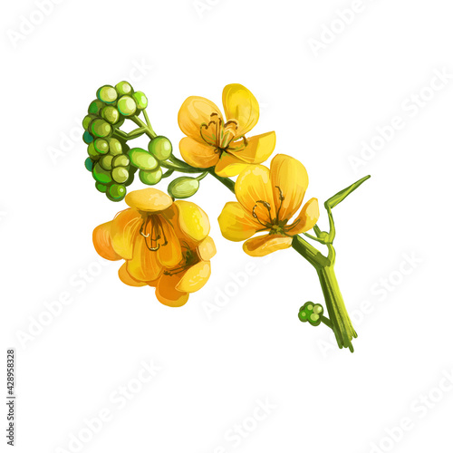 Fototapeta Naklejka Na Ścianę i Meble -  Senna or sennas, yellow flowering plants in legume family. Digital art illustration of yellow flowers blooming buds. Senna alexandrina ornamental plant. Senna artemisioides, silver feathery cassia.