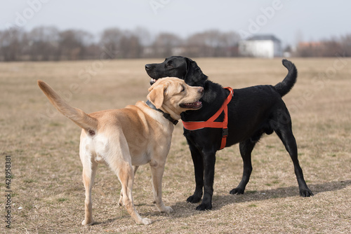 Two Labrador dogs playing in the park