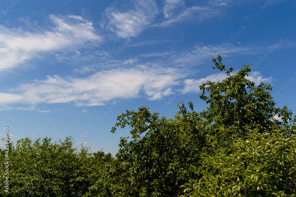 Fototapeta premium tree on sky background