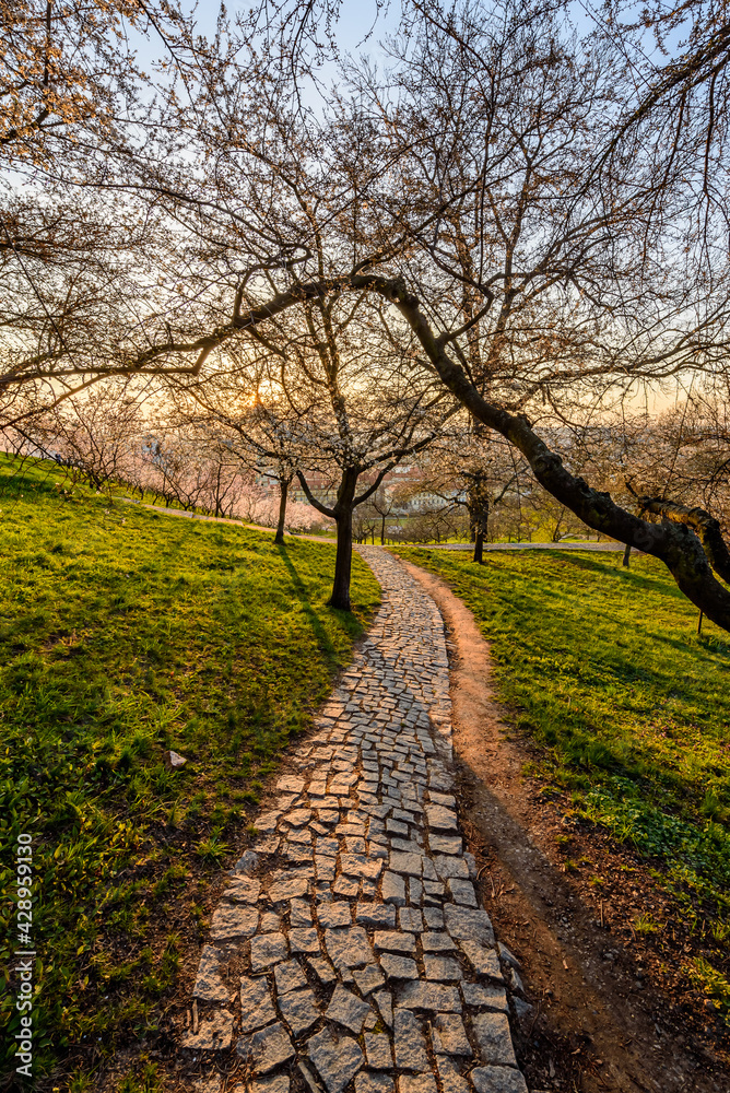 Early blooming almond tree in Petrin garden in Prague. Early blooming almond tree in Petrin garden in Prague.