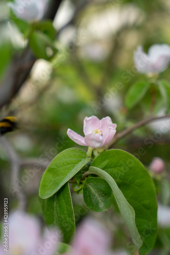 quince tree and flowers from the natural garden