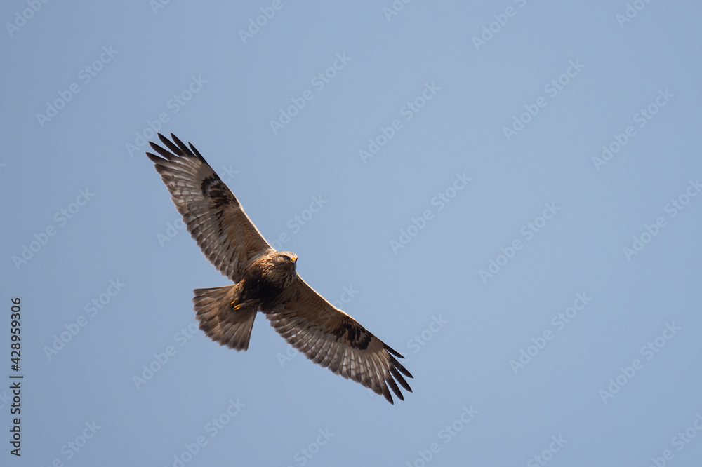 Beautiful bird, rough-legged hawk or buzzard flying in blue sky Beautiful bird, rough-legged hawk or buzzard flying in blue sky