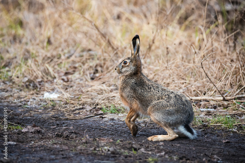 A hare stands on a rural trail