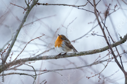 The european robin bird sitting on tree branch