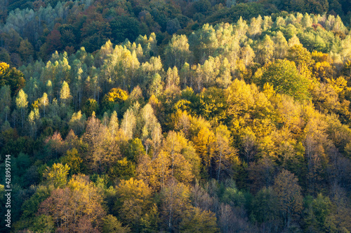 Aerial view of forest in late Autumn