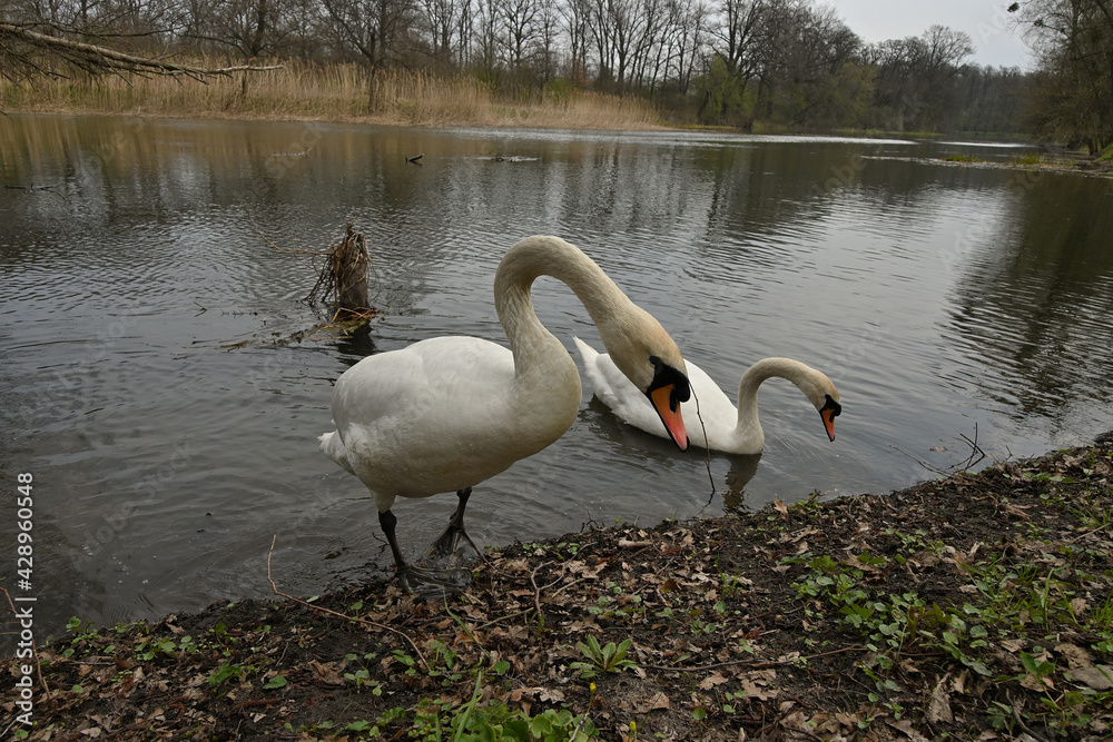Swan, pair of swans, East Park Wrocław Poland, pond, birds, spring Swan, pair of swans, East Park Wrocław Poland, pond, birds, spring