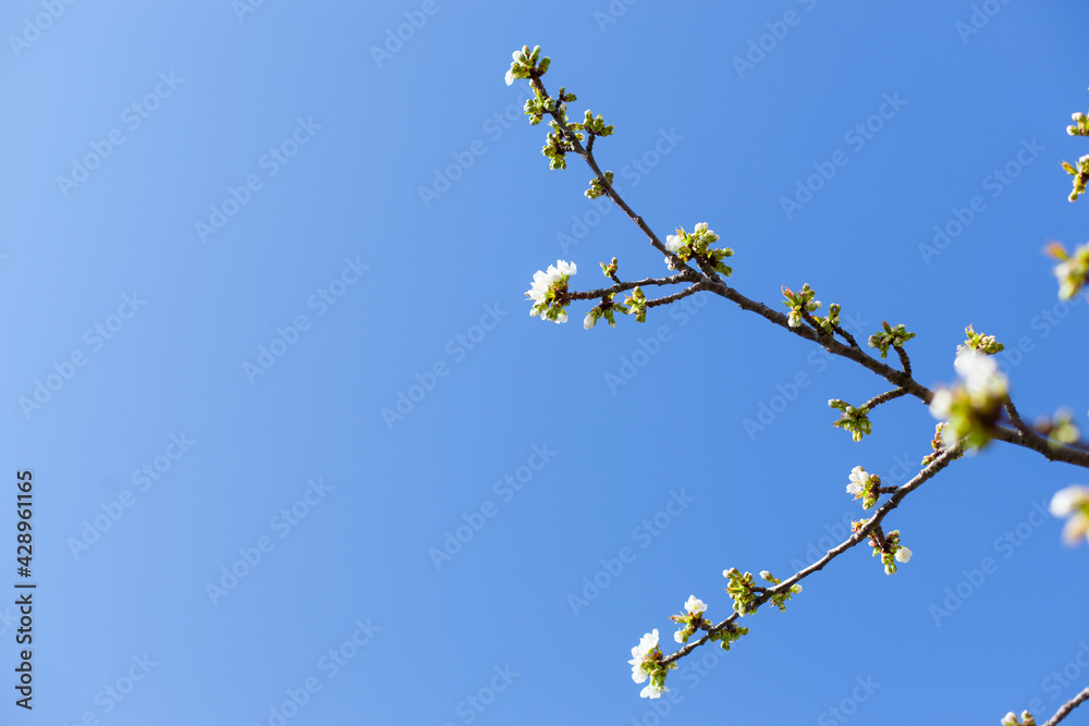 White apple blossoms sprout in spring against blue Sky.
Weiße Apfelblüten sprießen im Frühling vor blauem Hintergrund. White apple blossoms sprout in spring against blue Sky.
Weiße Apfelblüten sprießen im Frühling vor blauem Hintergrund.