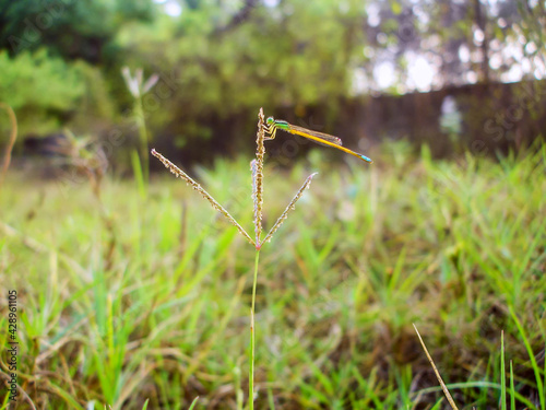 Damselfly in Wild Tiny Plant © Parashar Mangela
