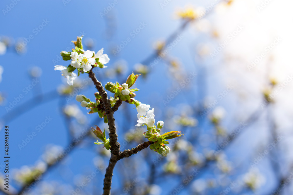White apple blossoms sprout in spring against blue Sky.
Weiße Apfelblüten sprießen im Frühling vor blauem Hintergrund. White apple blossoms sprout in spring against blue Sky.
Weiße Apfelblüten sprießen im Frühling vor blauem Hintergrund.