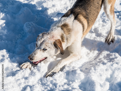 white snow sledge dog in winter