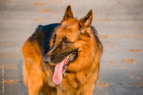 Happy young German shepherd dog playing on beach sand and chasing for something on beach | Young happy German shepherd dog Domestic pet dog playing on beach 