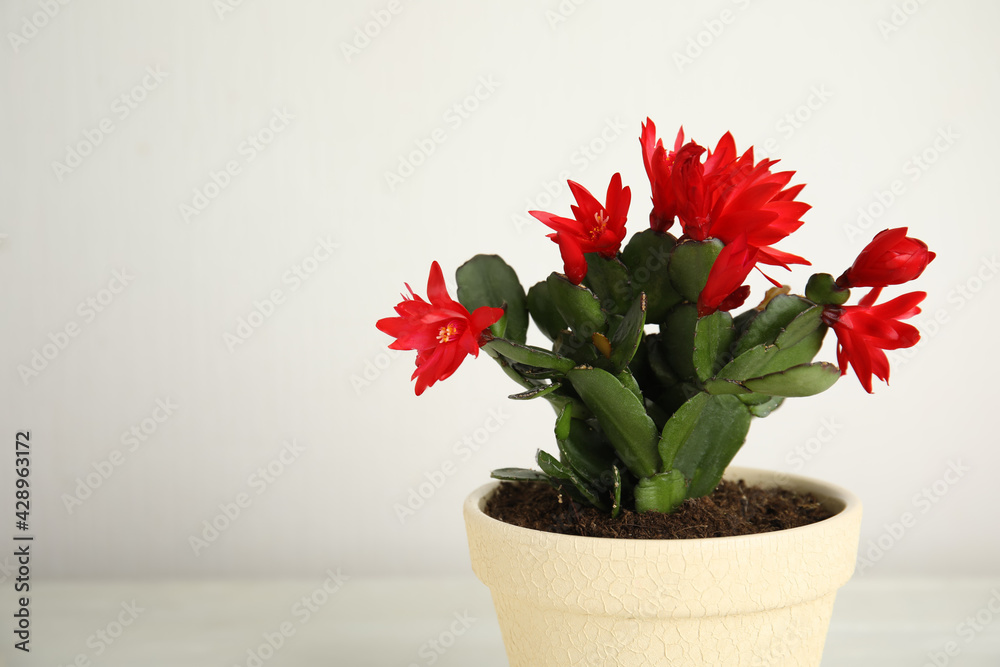 Beautiful red Schlumbergera (Christmas or Thanksgiving cactus) on light background. Space for text - obrazy, fototapety, plakaty 