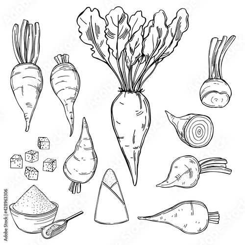 Sugar beet. Vector illustration.