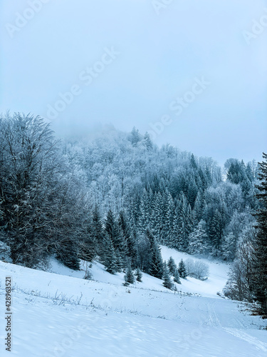 Schnee, Wald, Berg, Bäume, Wandern, Winter, Österreich, Austria, Landschaft, Schneebedeckte Bäume,