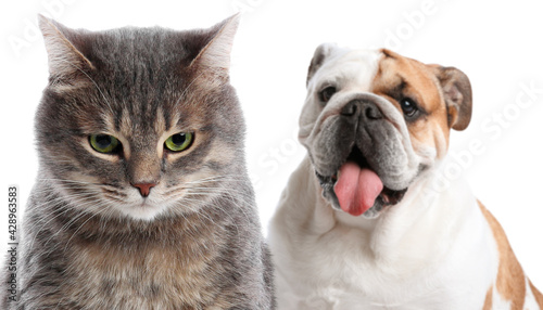 Adorable cat and dog on white background © New Africa