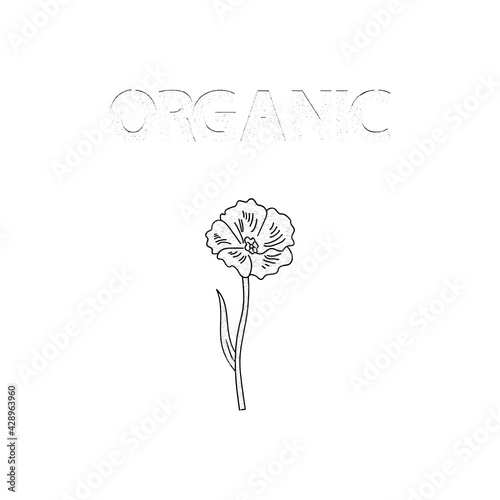vector background with linen flower hand drawn and text Natural