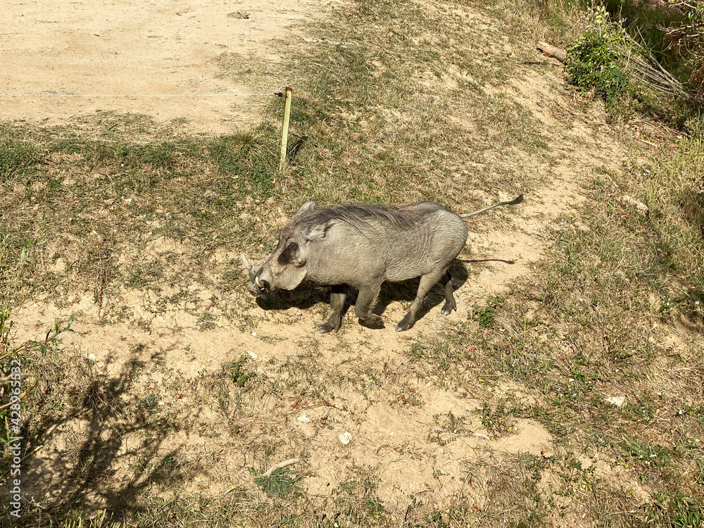 Warthog or Phacochoerus is a wild species of swine. On the Peaugres safari Warthog or Phacochoerus is a wild species of swine. On the Peaugres safari