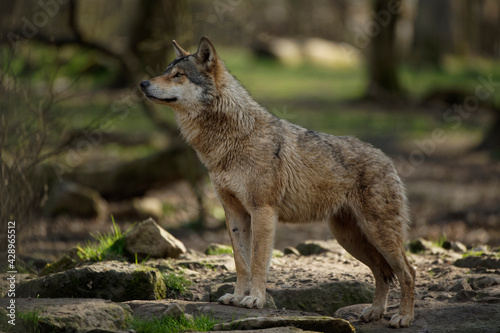 Loup gris d'Europe