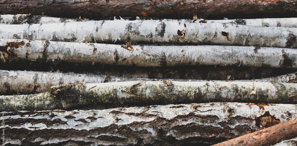 wood background cut trees Wood texture cut birch logs. Firewood banner wood background cut trees Wood texture cut birch logs. Firewood banner