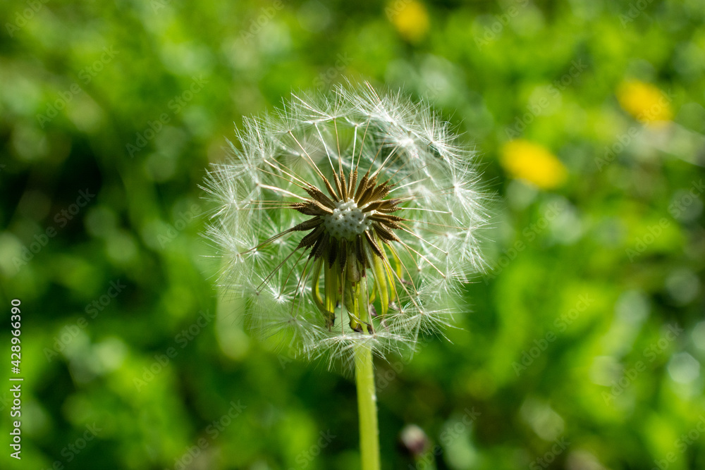 Fototapeta premium dandelion in the grass