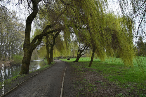 spring  landscape  nature  green trees