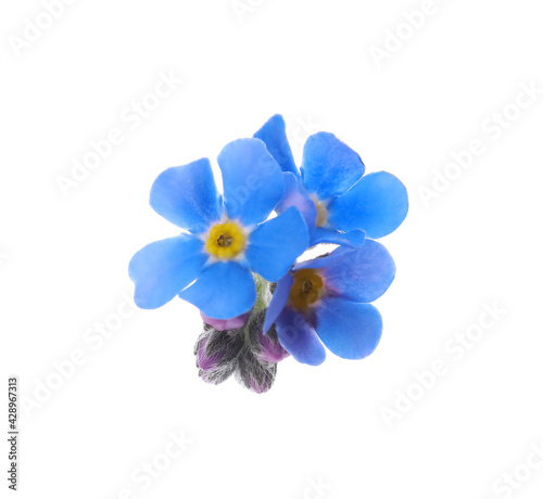 Beautiful blue Forget-me-not flowers isolated on white © New Africa