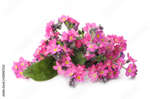 Beautiful pink Forget-me-not flowers isolated on white