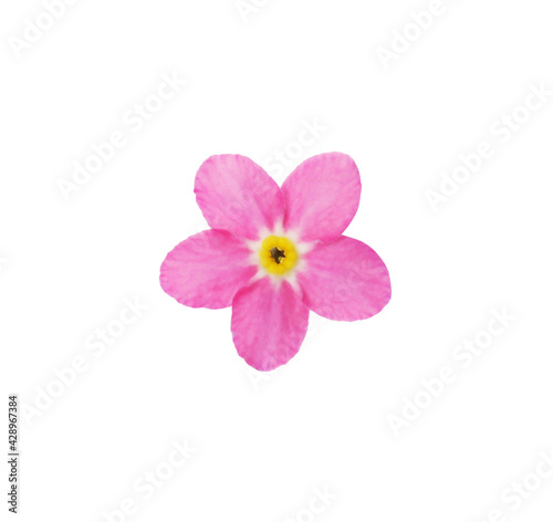 Delicate pink Forget-me-not flower on white background