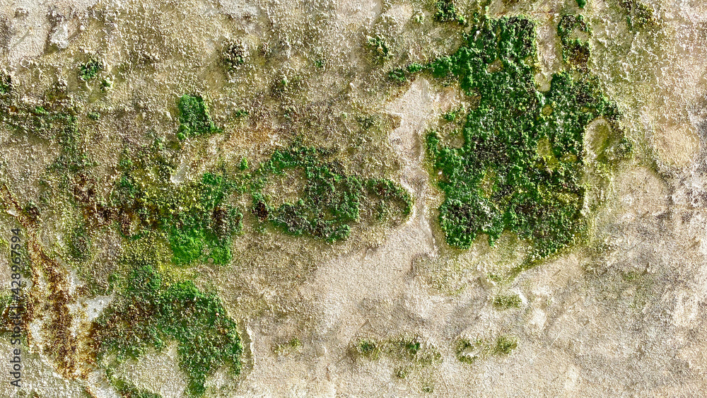 Naklejka premium Background wall with green moss clinging to the cement wall.