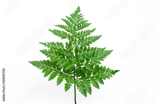leaves of fern isolated on white background for design elements, tropical leaf, summer background