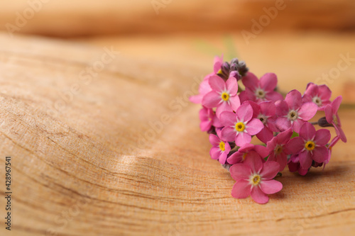 Beautiful pink forget-me-not flowers on wooden table  closeup. Space for text