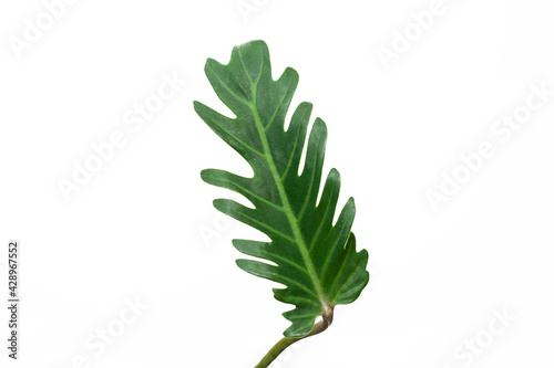 leaves of fern isolated on white background for design elements, tropical leaf, summer background