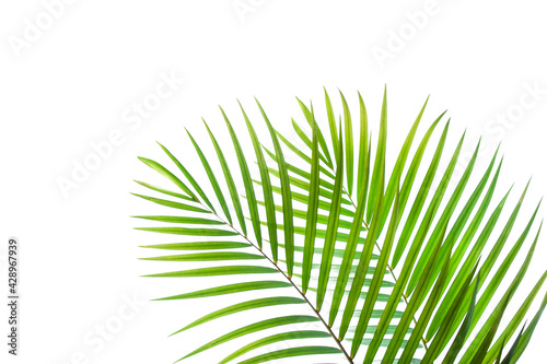 tropical coconut palm leaf isolated on white background  summer background
