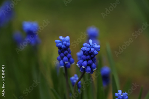 Beautiful muscaris blooming outdoors. Early spring flowers photo