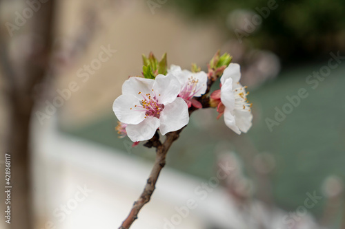
apricot tree and its flowers