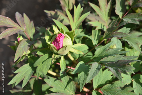 Bouton de pivoine rose au printemps photo