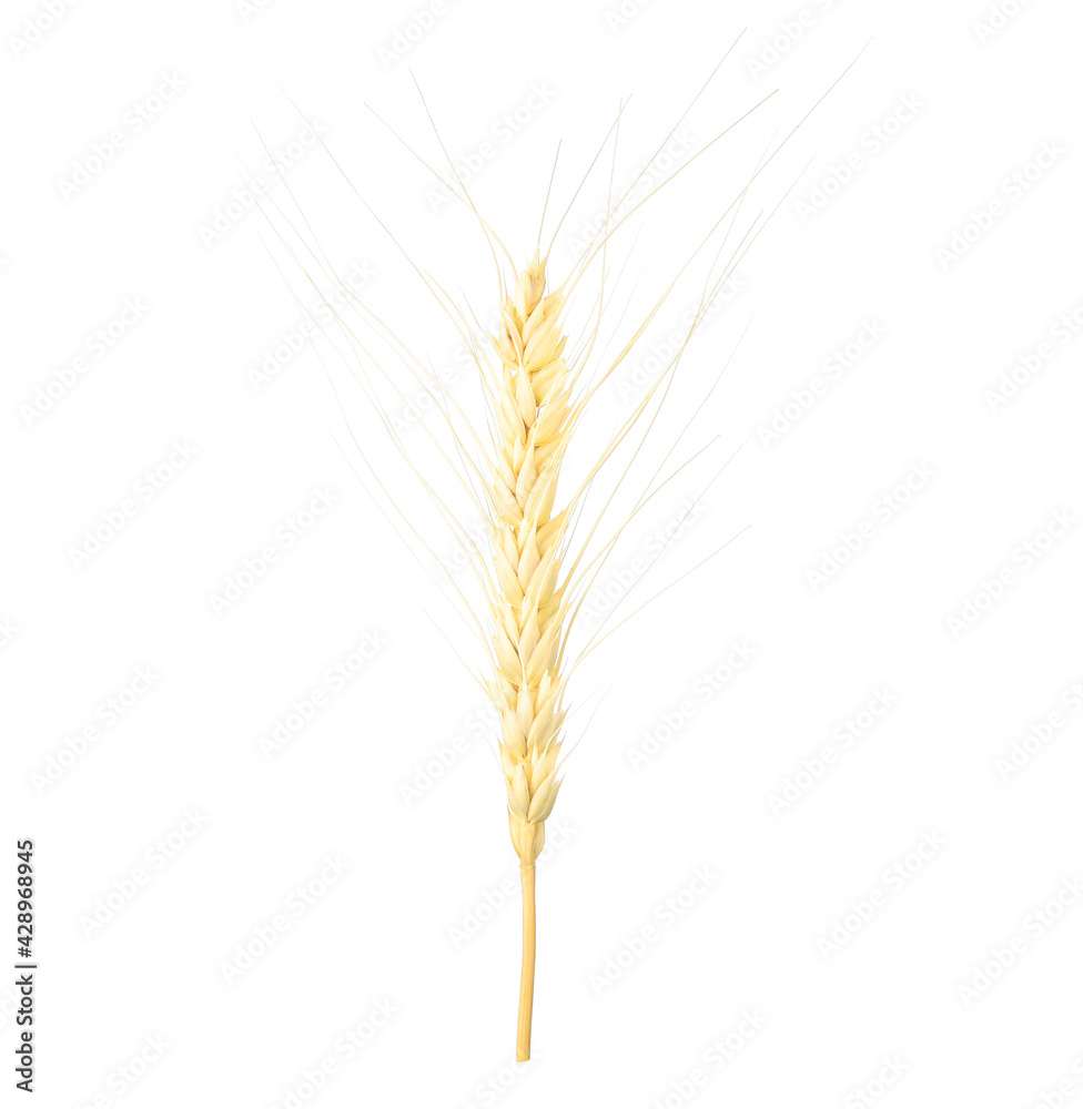 Single barley ear isolated on white background