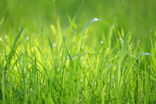 Green grass with water drops in sunlight, selective focus, blurred background. Fresh spring nature, dew on sunny meadow