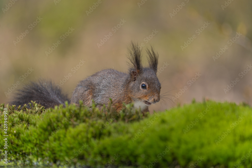 Fototapeta premium squirrel in the forest