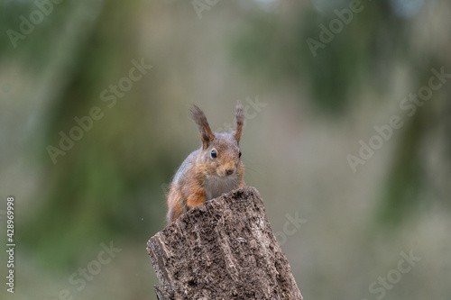squirrel on a tree © Robert