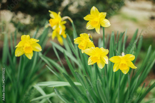 Beautiful yellow daffodils in a spring garden. Springtime blooming narcissus flowers.